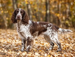 English Cocker Spaniel