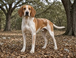 English Coonhound