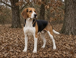 English Foxhound