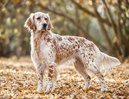 English Setter