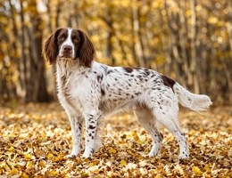 English Springer Spaniel