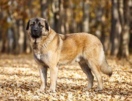 Estrela Mountain Dog