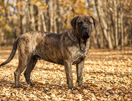 Fila Brasileiro