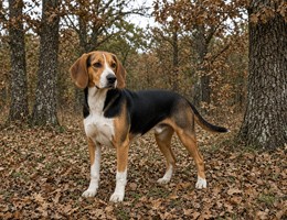 Finnish Hound