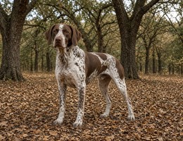 French Pointer