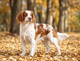 French Spaniel
