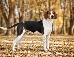 French Tricolor Hound