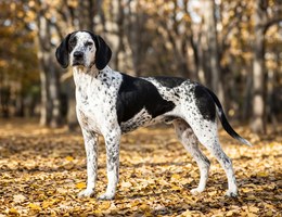 French White and Black Hound
