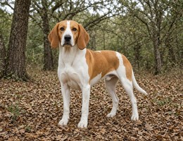 French White and Orange