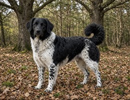 Fresian Water Dog