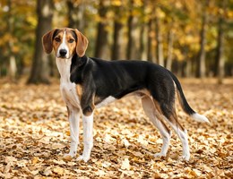 German Hound