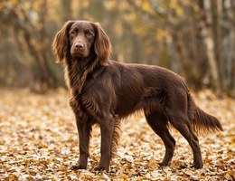 German Long-Haired Pointing Dog