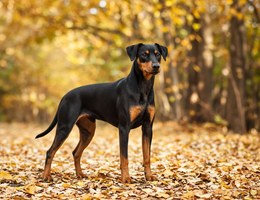 German Pinscher