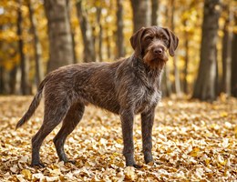 German Rough-Haired Pointer