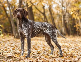 German Shorthaired Pointer