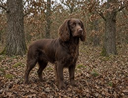 German Spaniel
