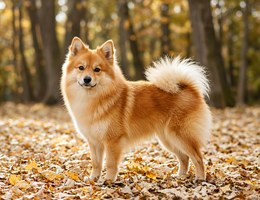 German Spitz