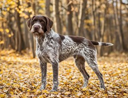 German Wirehaired Pointer