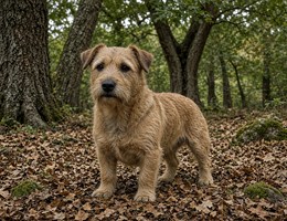 Glen of Imaal Terrier