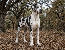 Great Dane