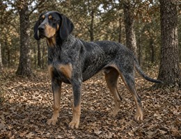 Great Gascony Hound
