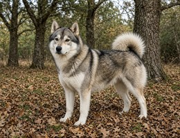 Greenland Dog