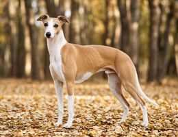 Greyhound