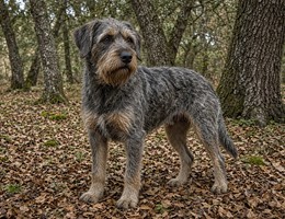 Griffon Nivernais