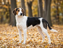 Halden Hound