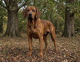 Hanover Hound