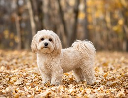 Havanese