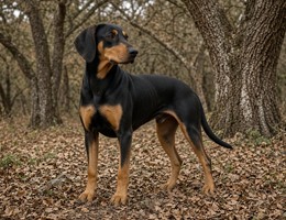 Hellenic Hound
