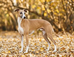 Hungarian Greyhound