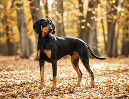 Hungarian Hound