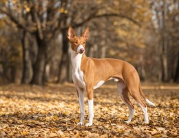 Ibizan Hound