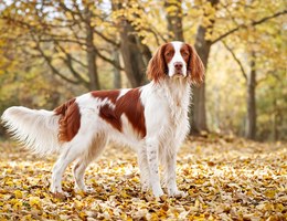 Irish Red and White Setter