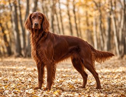 Irish Setter