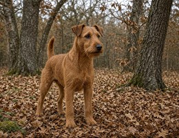 Irish Terrier