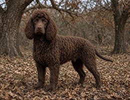 Irish Water Spaniel