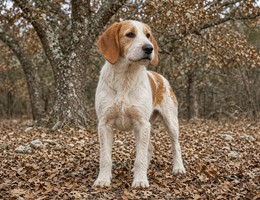 Istrian Coarse-Haired Hound