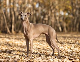 Italian Greyhound