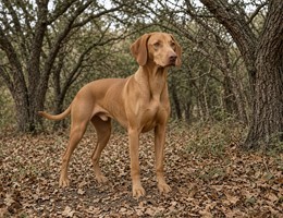 Italian Hound
