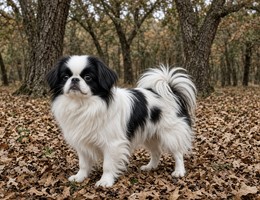 Japanese Chin