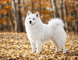 Japanese Spitz