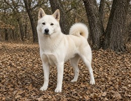 Jindo