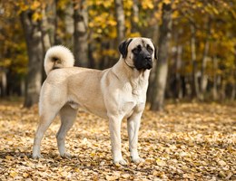 Kangal Dog