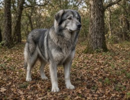 Karst Shepherd Dog