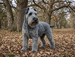 Kerry Blue Terrier