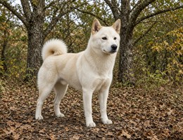 Kishu