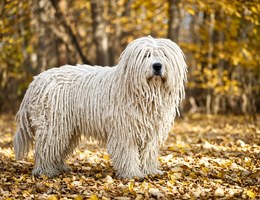 Komondor